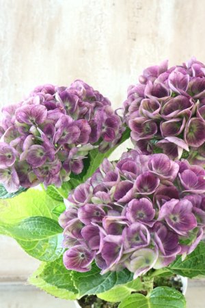 画像4: 秋色紫陽花 "マジカル レボリューション" No.11