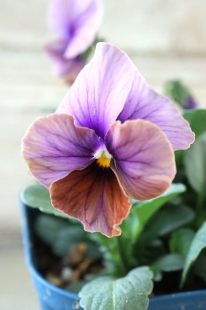 画像1: Nouvelle Vague〜ヌーヴェルヴァーグ〜 No.70