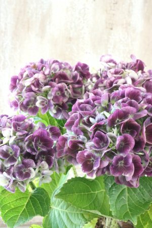 画像3: 秋色紫陽花 "マジカル レボリューション" No.13