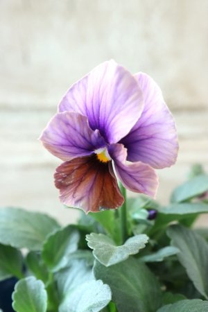 画像4: Nouvelle Vague〜ヌーヴェルヴァーグ〜 No.70