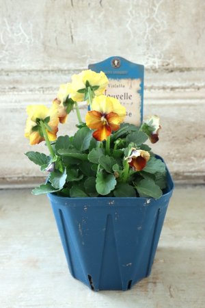 画像5: Nouvelle Vague〜ヌーヴェルヴァーグ〜 No.76