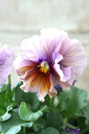 画像2: Nouvelle Vague〜ヌーヴェルヴァーグ〜 No.57