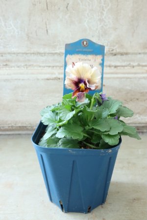 画像4: Nouvelle Vague〜ヌーヴェルヴァーグ〜 No.53