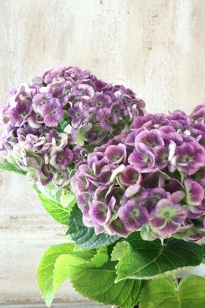 画像5: 秋色紫陽花 "マジカル レボリューション" No.12