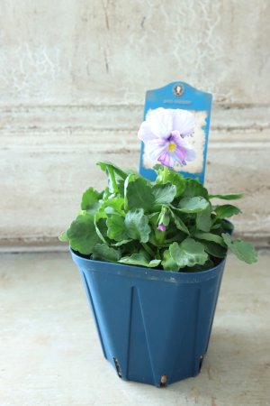 画像4: Nouvelle Vague〜ヌーヴェルヴァーグ〜 No.60