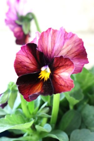 画像3: Nouvelle Vague〜ヌーヴェルヴァーグ〜 No.75