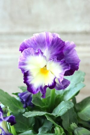 画像1: Nouvelle Vague〜ヌーヴェルヴァーグ〜 No.51