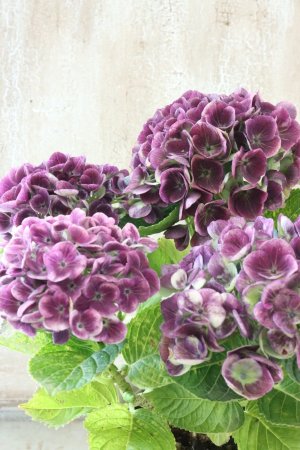 画像3: 秋色紫陽花 "マジカル レボリューション" No.8