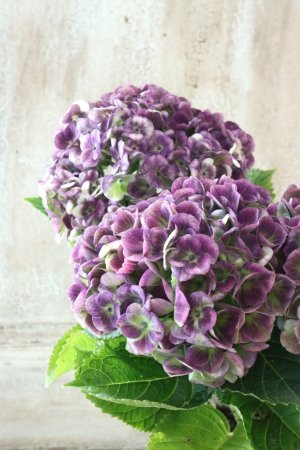 画像3: 秋色紫陽花 "マジカル レボリューション" No.12