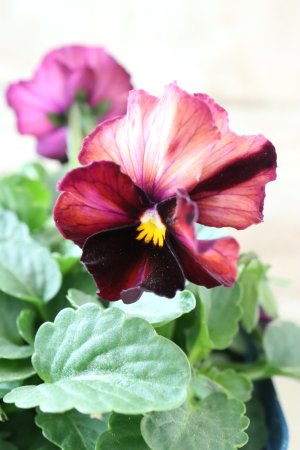 画像3: Nouvelle Vague〜ヌーヴェルヴァーグ〜 No.44