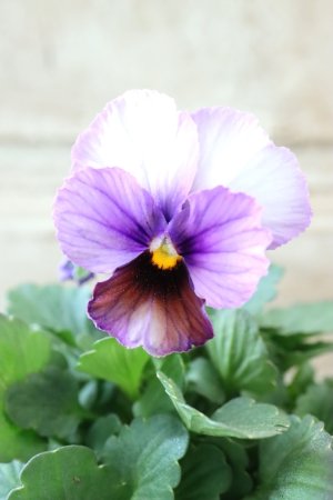 画像1: Nouvelle Vague〜ヌーヴェルヴァーグ〜 No.73