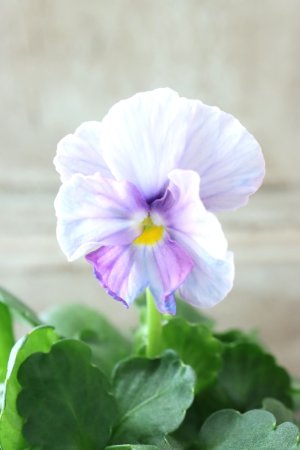 画像2: Nouvelle Vague〜ヌーヴェルヴァーグ〜 No.60