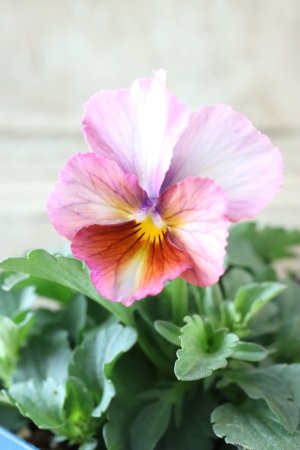 画像3: Nouvelle Vague〜ヌーヴェルヴァーグ〜 No.45