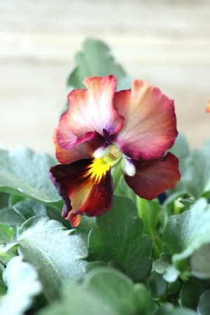 画像2: Nouvelle Vague〜ヌーヴェルヴァーグ〜 No.80