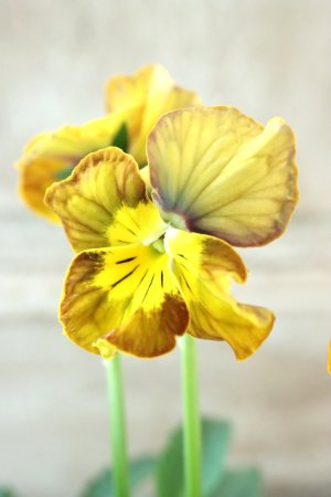 画像4: Nouvelle Vague〜ヌーヴェルヴァーグ〜 No.63