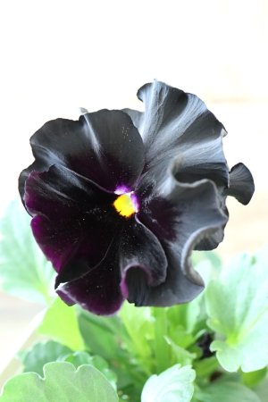 画像7: パンジー "Chebalier de lune~シェバリエ ドゥ リュンヌ~"