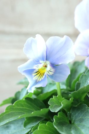 画像1: Nouvelle Vague〜ヌーヴェルヴァーグ〜 No.46