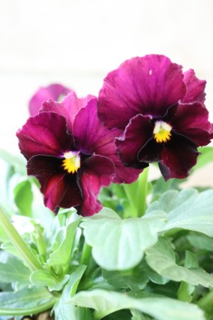 画像3: Nouvelle Vague〜ヌーヴェルヴァーグ〜 No.42