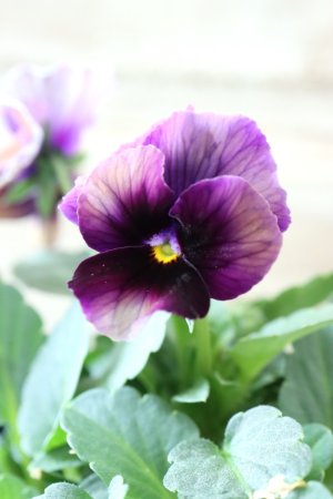 画像3: Nouvelle Vague〜ヌーヴェルヴァーグ〜 No.49