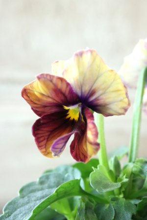 画像2: Nouvelle Vague〜ヌーヴェルヴァーグ〜 No.43