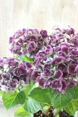 画像4: 秋色紫陽花 "マジカル レボリューション" No.13