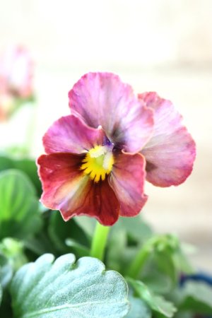 画像3: Nouvelle Vague〜ヌーヴェルヴァーグ〜 No.77