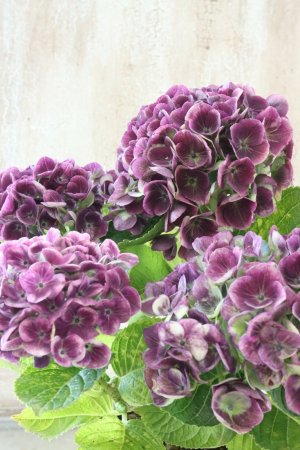 画像5: 秋色紫陽花 "マジカル レボリューション" No.8