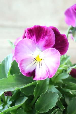 画像2: Nouvelle Vague〜ヌーヴェルヴァーグ〜 No.47