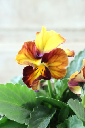 画像3: Nouvelle Vague〜ヌーヴェルヴァーグ〜 No.41