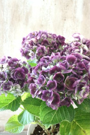 画像1: 秋色紫陽花 "マジカル レボリューション" No.13