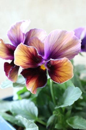 画像2: Nouvelle Vague〜ヌーヴェルヴァーグ〜 No.49