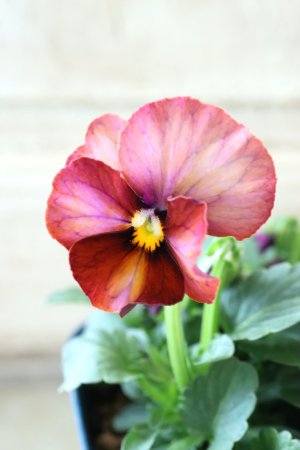 画像1: Nouvelle Vague〜ヌーヴェルヴァーグ〜 No.71