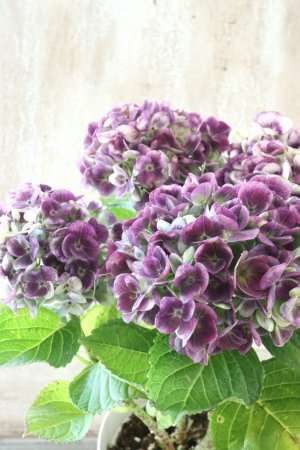 画像2: 秋色紫陽花 "マジカル レボリューション" No.13