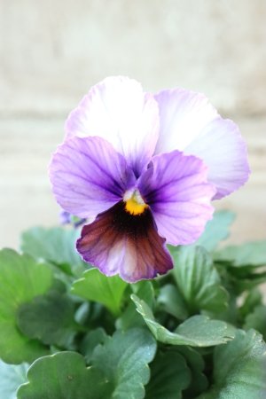 画像3: Nouvelle Vague〜ヌーヴェルヴァーグ〜 No.73