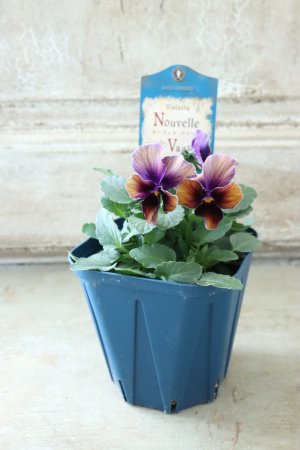 画像4: Nouvelle Vague〜ヌーヴェルヴァーグ〜 No.49