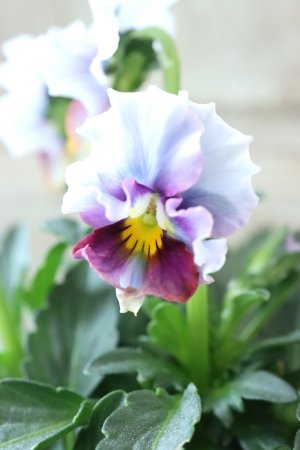 画像4: Nouvelle Vague〜ヌーヴェルヴァーグ〜 No.52