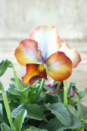 画像1: Nouvelle Vague〜ヌーヴェルヴァーグ〜 No.68