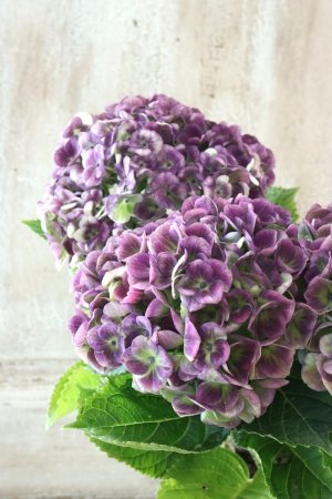 画像4: 秋色紫陽花 "マジカル レボリューション" No.12