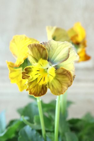 画像1: Nouvelle Vague〜ヌーヴェルヴァーグ〜 No.63