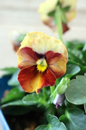 画像4: Nouvelle Vague〜ヌーヴェルヴァーグ〜 No.76