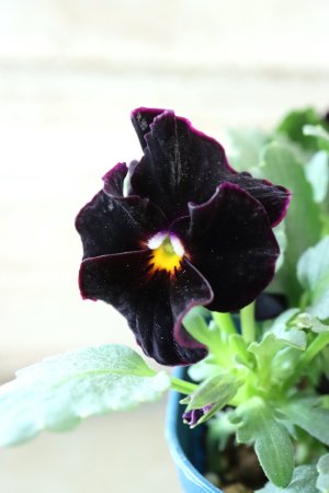 画像3: Nouvelle Vague〜ヌーヴェルヴァーグ〜 No.78