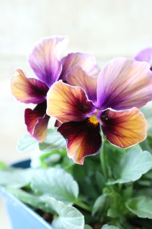 画像1: Nouvelle Vague〜ヌーヴェルヴァーグ〜 No.49