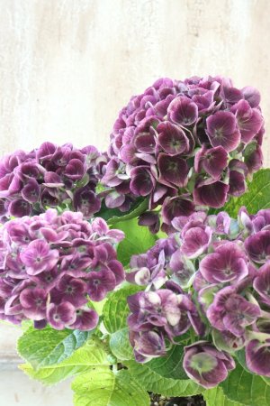 画像4: 秋色紫陽花 "マジカル レボリューション" No.8