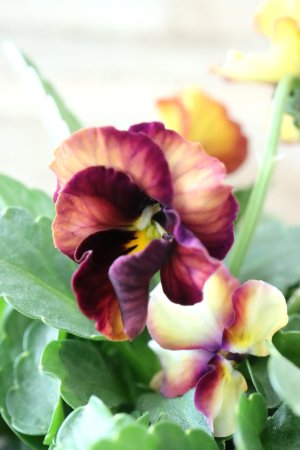 画像4: Nouvelle Vague〜ヌーヴェルヴァーグ〜 No.41