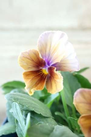 画像4: Nouvelle Vague〜ヌーヴェルヴァーグ〜 No.62