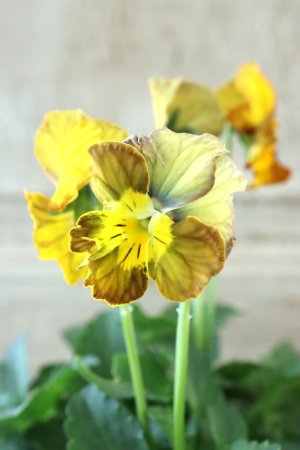 画像2: Nouvelle Vague〜ヌーヴェルヴァーグ〜 No.63