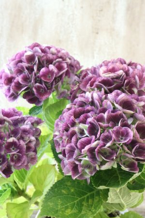 画像4: 秋色紫陽花 "マジカル レボリューション" No.14