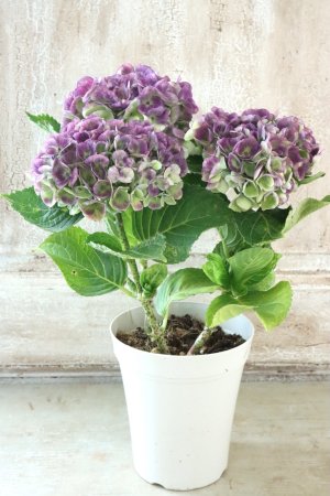 画像6: 秋色紫陽花 "マジカル レボリューション" No.7