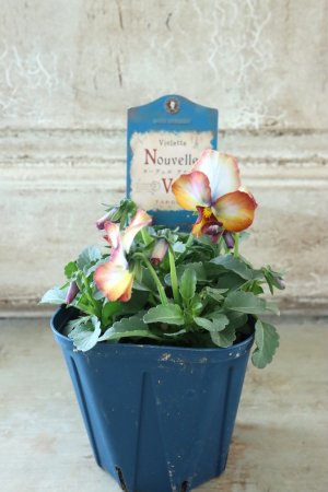 画像4: Nouvelle Vague〜ヌーヴェルヴァーグ〜 No.68