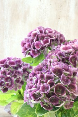 画像2: 秋色紫陽花 "マジカル レボリューション" No.14